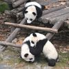 Central Park Zoo May Get Two Giant Pandas, Thanks To NY Congresswoman